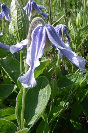 Clematis integrifolia \ Ganzbl�ttrige Waldrebe / Southern Clematis, Kroatien/Croatia Udbina 2.6.2008