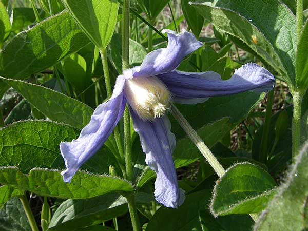 Clematis integrifolia \ Ganzbl�ttrige Waldrebe / Southern Clematis, Kroatien/Croatia Udbina 2.6.2008