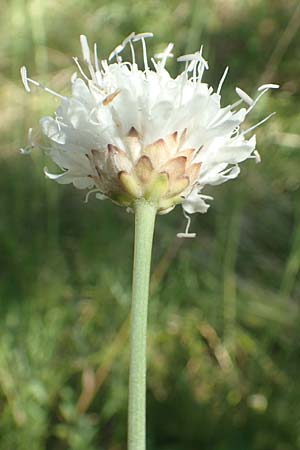 Cephalaria leucantha \ Wei&szlig;er Schuppenkopf / Yellow Scabiosa, Kroatien/Croatia Risnjak 14.8.2016