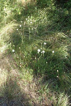 Cephalaria leucantha \ Wei&szlig;er Schuppenkopf / Yellow Scabiosa, Kroatien/Croatia Risnjak 14.8.2016