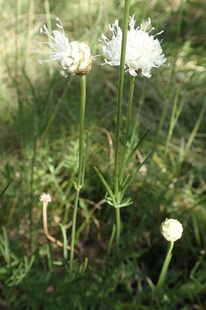 Cephalaria leucantha \ Wei&szlig;er Schuppenkopf / Yellow Scabiosa, Kroatien/Croatia Risnjak 14.8.2016