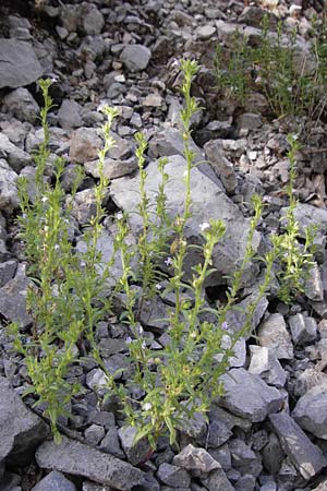 Chaenorhinum minus \ Kleiner Orant / Small Toadflax, Kroatien/Croatia Velebit 18.8.2016