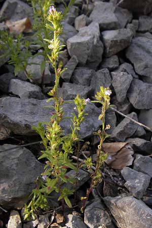 Chaenorhinum minus \ Kleiner Orant / Small Toadflax, Kroatien/Croatia Velebit 18.8.2016