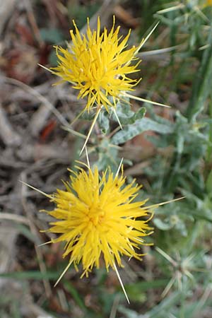 Centaurea solstitialis \ Sonnwend-Flockenblume / Yellow Star Thistle, Kroatien/Croatia Istrien/Istria, Labin 17.8.2016