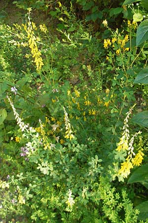 Cytisus nigricans \ Schwarzwerdender Geiklee / Black Broom, Kroatien/Croatia Medvednica 1.7.2010