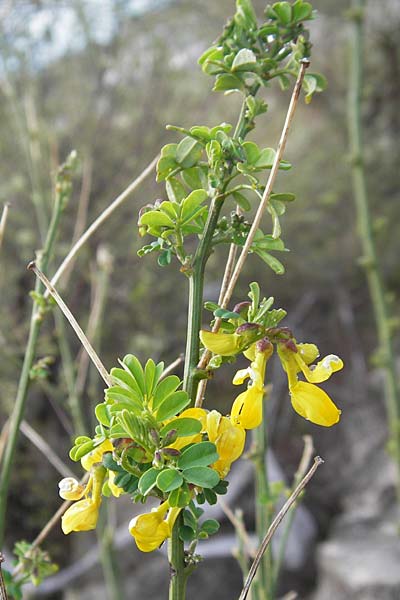 Hippocrepis emerus \ Strauchwicke / Scorpion Senna, Kroatien/Croatia Šibenik 2.4.2006