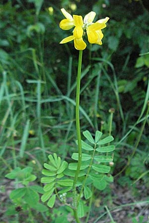Securigera securidaca \ Beilwicke / Hatchet Vetch, Kroatien/Croatia Istrien/Istria, Poreč 26.5.2006