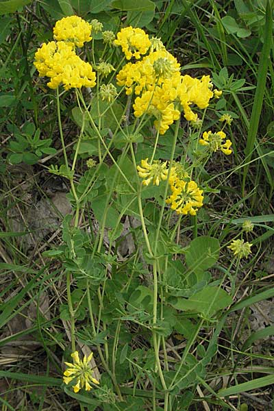 Coronilla coronata \ Berg-Kronwicke / Scorpion Vetch, Kroatien/Croatia Istrien/Istria, Gračišće 27.5.2006