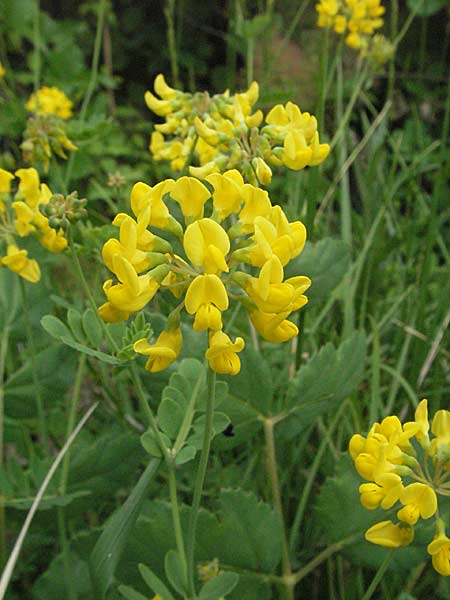 Coronilla coronata \ Berg-Kronwicke / Scorpion Vetch, Kroatien/Croatia Istrien/Istria, Gračišće 27.5.2006