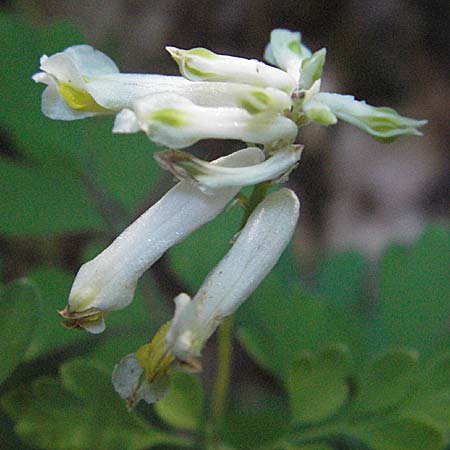 Corydalis alba \ Blagelber Lerchensporn / Pale Corydalis, Kroatien/Croatia Učka 14.7.2007