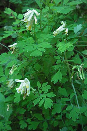 Corydalis alba \ Blagelber Lerchensporn / Pale Corydalis, Kroatien/Croatia Učka 14.7.2007