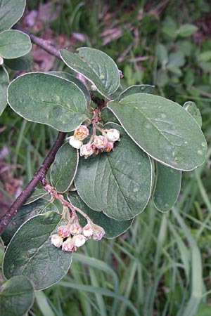 Cotoneaster tomentosus \ Filzige Zwergmispel / Brickberry Cotoneaster, Kroatien/Croatia Plitvička 1.6.2008