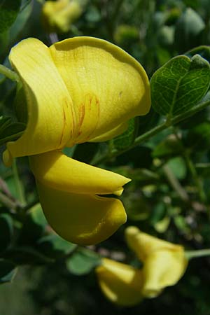 Colutea arborescens \ Blasenstrauch / Bladder Senna, Kroatien/Croatia Udbina 2.6.2008