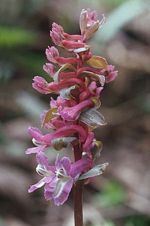 Corydalis cava \ Hohler Lerchensporn / Hollow-Root, Kroatien/Croatia Donji 1.4.2006