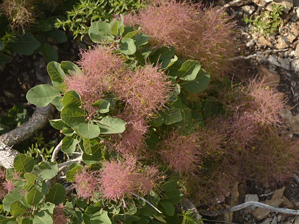 Cotinus coggygria \ Perckenstrauch / Smoke Tree, Kroatien/Croatia Paklenica 9.6.2015 (Photo: Oswald Gabathuler)