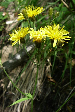 Crepis paludosa \ Sumpf-Pippau / Marsh Hawk's-Beard, Kroatien/Croatia Plitvička 1.6.2008