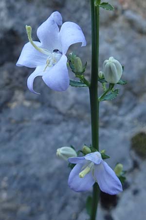 Campanula pyramidalis \ Adriatische Glockenblume, Pyramiden-Glockenblume / Chimney Bellflower, Kroatien/Croatia Istrien/Istria, Pazin 13.8.2016