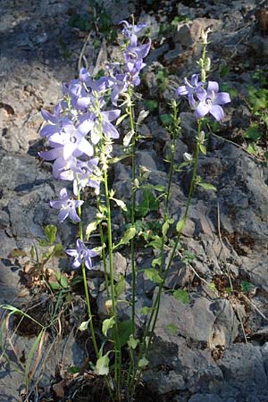 Campanula pyramidalis \ Adriatische Glockenblume, Pyramiden-Glockenblume / Chimney Bellflower, Kroatien/Croatia Istrien/Istria, Pazin 13.8.2016