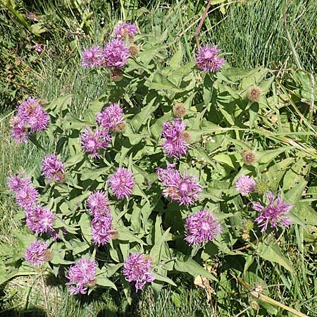 Centaurea nervosa \ Federige Flockenblume / Ornamental Knapweed, Kroatien/Croatia Risnjak 14.8.2016