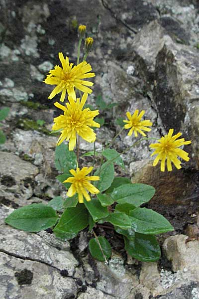 Hieracium murorum \ Wald-Habichtskraut, Mauer-Habichtskraut / Wall Hawkweed, Kroatien/Croatia Plitvička 3.6.2006