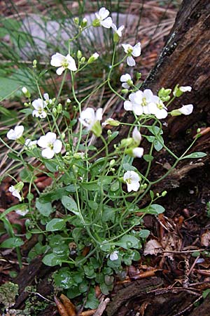 Arabidopsis croatica \ Kroatische SchaumkresseSchaumkresse / Croatian Rock-Cress, Kroatien/Croatia Velebit Zavizan 4.6.2008