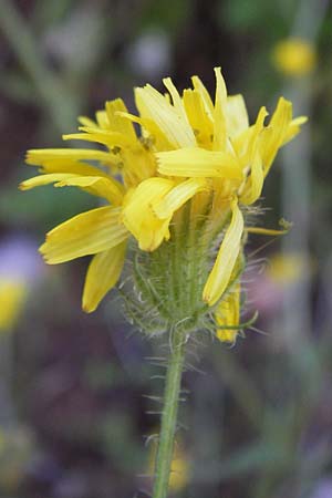 Crepis setosa \ Borstiger Pippau / Bristly Hawk's-Beard, Kroatien/Croatia Velebit 18.8.2016