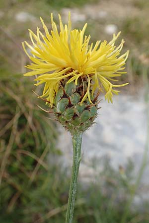 Centaurea rupestris \ Felsen-Flockenblume / Rock Knapweed, Kroatien/Croatia Učka 12.8.2016