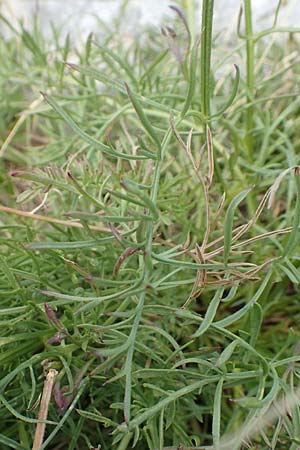 Centaurea rupestris \ Felsen-Flockenblume / Rock Knapweed, Kroatien/Croatia Učka 12.8.2016