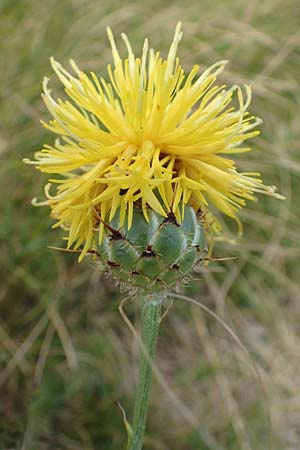 Centaurea rupestris \ Felsen-Flockenblume / Rock Knapweed, Kroatien/Croatia Učka 12.8.2016