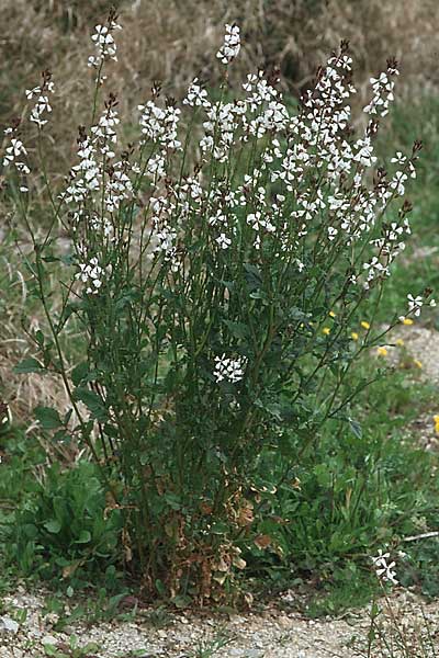 Eruca vesicaria \ Senf-Rauke / Garden Rocket, Kroatien/Croatia Korčula, Cara 5.4.2006