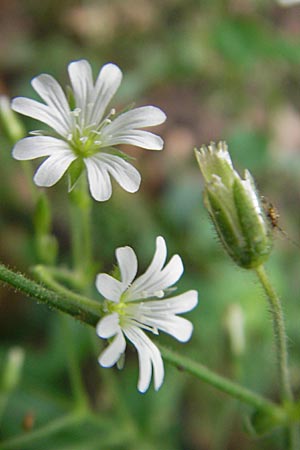 Cerastium sylvaticum \ Wald-Hornkraut / Wood Mouse-Ear, Kroatien/Croatia Medvednica 18.7.2010
