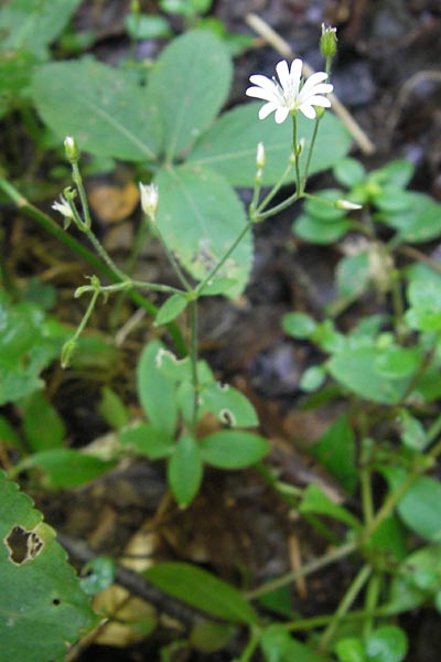 Cerastium subtriflorum \ Isonzo-Hornkraut, Armbl&uuml;tiges Hornkraut / Slovenian Mouse-Ear, Kroatien/Croatia Medvednica 1.8.2011