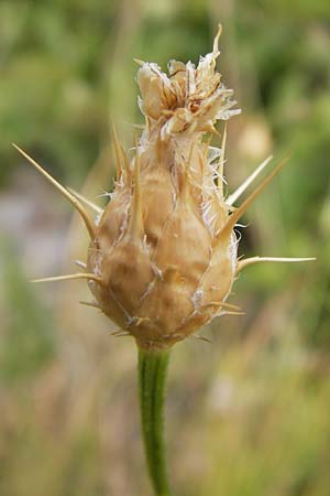 Centaurea rupestris \ Felsen-Flockenblume / Rock Knapweed, Kroatien/Croatia Velebit 19.8.2016