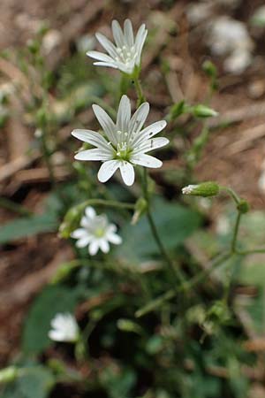 Cerastium sylvaticum \ Wald-Hornkraut / Wood Mouse-Ear, Kroatien/Croatia Učka 12.8.2016