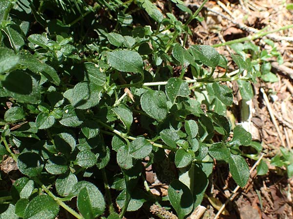 Cerastium sylvaticum \ Wald-Hornkraut / Wood Mouse-Ear, Kroatien/Croatia Učka 12.8.2016