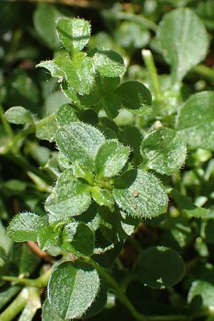 Cerastium sylvaticum \ Wald-Hornkraut / Wood Mouse-Ear, Kroatien/Croatia Učka 12.8.2016