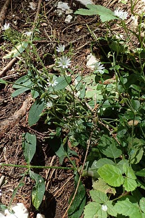 Cerastium sylvaticum \ Wald-Hornkraut / Wood Mouse-Ear, Kroatien/Croatia Učka 12.8.2016