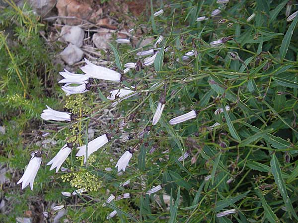 Campanula tommasiniana \ Tommasini-Glockenblume / Tommasini's Bellflower, Kroatien/Croatia Učka 17.7.2010