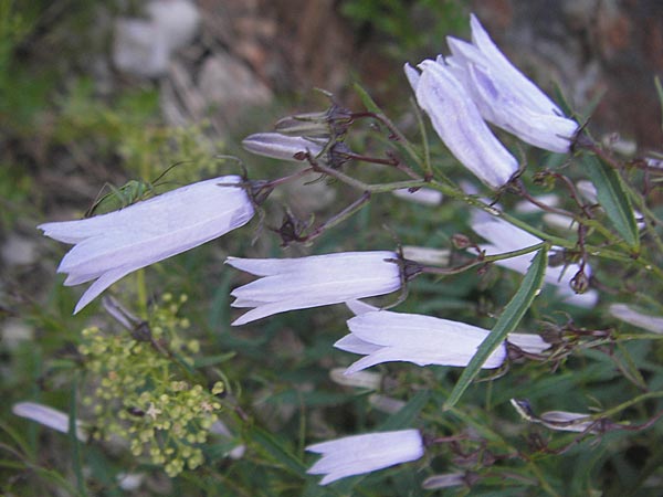 Campanula tommasiniana \ Tommasini-Glockenblume / Tommasini's Bellflower, Kroatien/Croatia Učka 17.7.2010