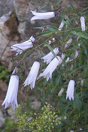 Campanula tommasiniana \ Tommasini-Glockenblume / Tommasini's Bellflower, Kroatien/Croatia Učka 17.7.2010