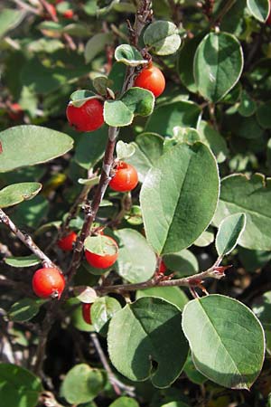 Cotoneaster tomentosus \ Filzige Zwergmispel / Brickberry Cotoneaster, Kroatien/Croatia Velebit Zavizan 19.8.2016