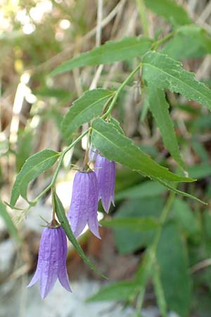 Campanula tommasiniana \ Tommasini-Glockenblume / Tommasini's Bellflower, Kroatien/Croatia Učka 12.8.2016