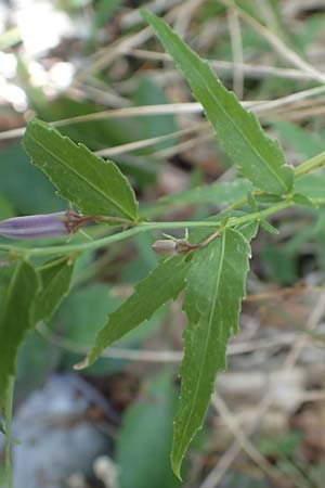 Campanula tommasiniana \ Tommasini-Glockenblume / Tommasini's Bellflower, Kroatien/Croatia Učka 12.8.2016