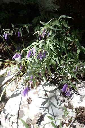 Campanula tommasiniana \ Tommasini-Glockenblume / Tommasini's Bellflower, Kroatien/Croatia Učka 12.8.2016