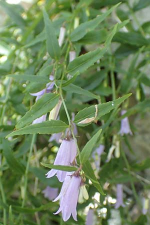 Campanula tommasiniana \ Tommasini-Glockenblume / Tommasini's Bellflower, Kroatien/Croatia Učka 12.8.2016