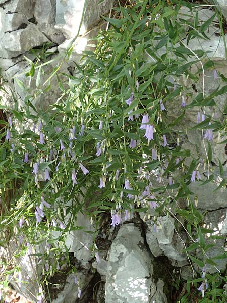 Campanula tommasiniana \ Tommasini-Glockenblume / Tommasini's Bellflower, Kroatien/Croatia Učka 12.8.2016