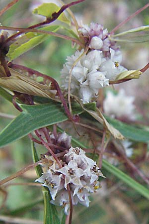 Cuscuta epithymum \ Quendel-Seide, Kroatien Plitvička 18.7.2007