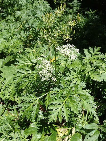 Chaerophyllum villarsii \ Villars' Klberkropf / Villars' Chervil, Kroatien/Croatia Risnjak 14.8.2016