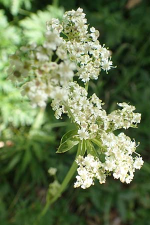 Chaerophyllum villarsii \ Villars' Klberkropf / Villars' Chervil, Kroatien/Croatia Risnjak 14.8.2016