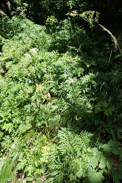 Chaerophyllum villarsii \ Villars' Klberkropf / Villars' Chervil, Kroatien/Croatia Risnjak 14.8.2016